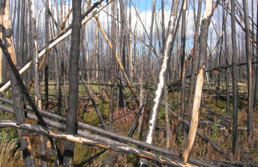 A burned boreal forest