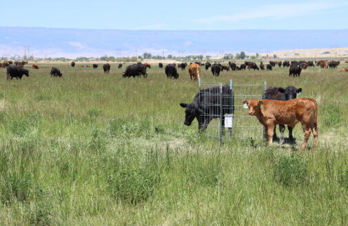 cows and weather station in co