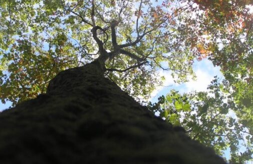 Looking up the trunk of a large, tall tree