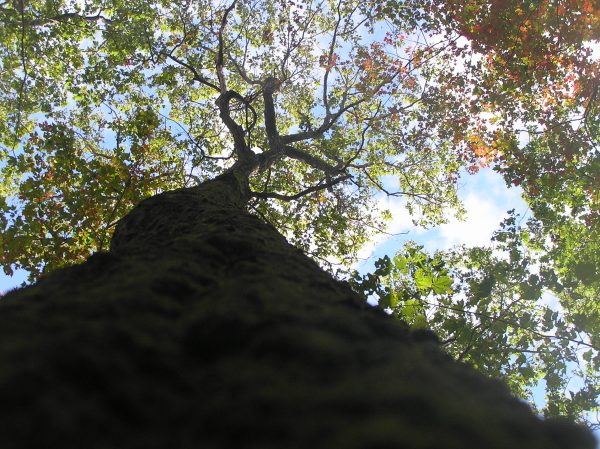 Looking up the trunk of a large, tall tree