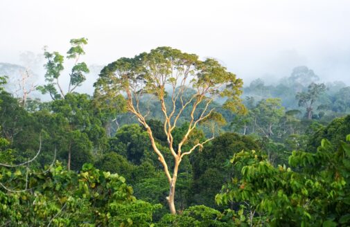 canopy tree in tropical rainforest