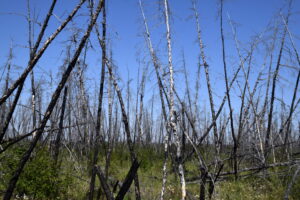 Burned evergreen trees now askance in Siberia