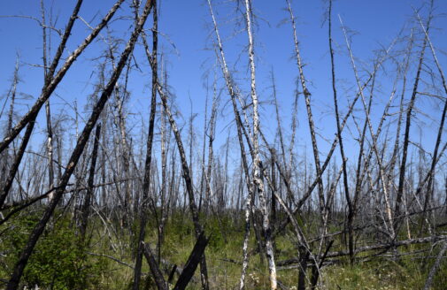 Burned evergreen trees now askance in Siberia