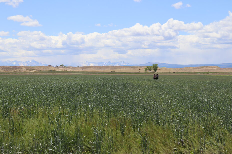 woodwell researchers standing in a pasture in co