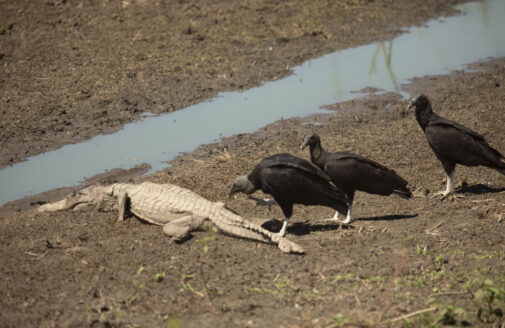 Pantanal alligators get stuck in the mud with the drought and become food, photo by Illuminati Filmes