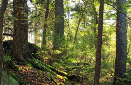 old-growth forest, photo by Nicholas A. Tonelli