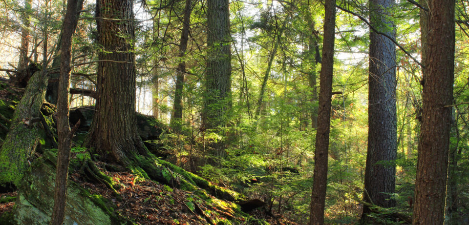 old-growth forest, photo by Nicholas A. Tonelli