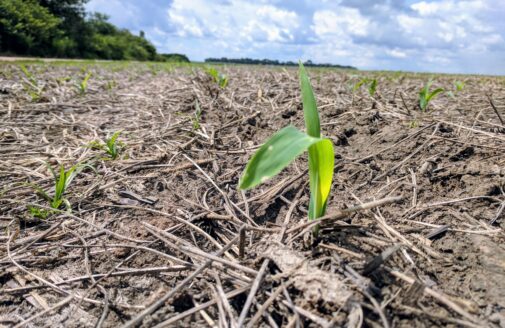 A plant sprouting in an agricultural field