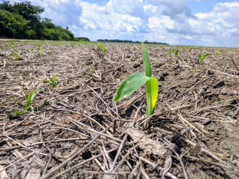 A plant sprouting in an agricultural field