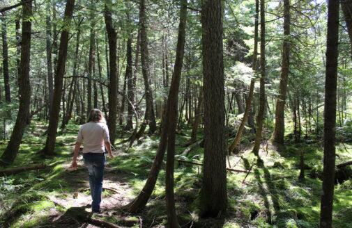 Researcher walks in Howland Forest Maine