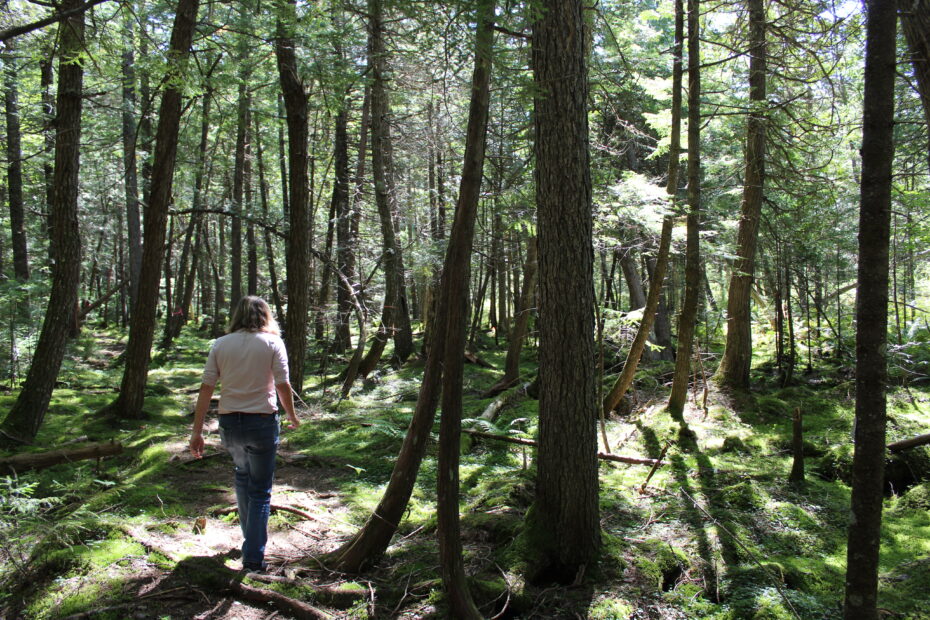 Researcher walks in Howland Forest Maine