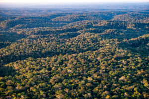 An aerial view shows the treetops of the Brazilian Amazon