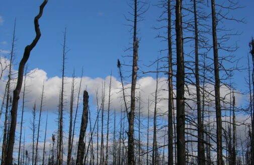 Charred standing trunks in a burned boreal forest