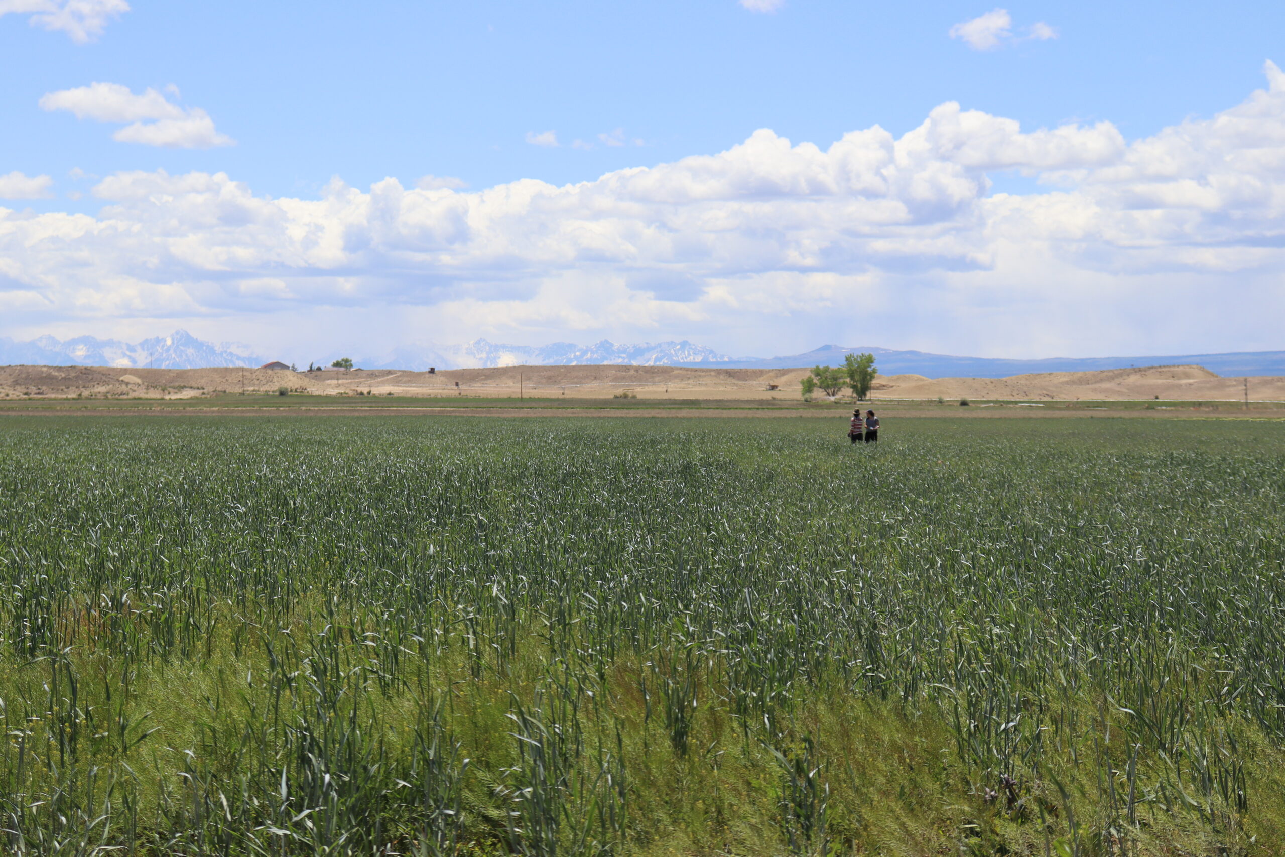 Woodwell research assistants stand far off in a field of oats in front of a mountain range