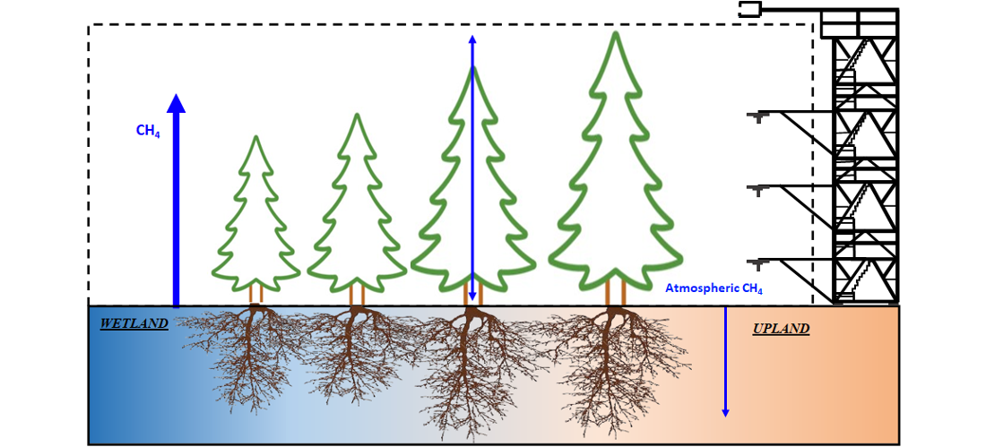 This conceptual diagram shows fluxes of methane (CH4) between wetland and dry upland areas within a sub-boreal forest. Soil micro-organisms produce methane under wet conditions, while others consume methane under dry conditions. The eddy covariance tower shown on the right of the diagram measures the net exchange of methane to determine if the area is a source (release) or sink (uptake) of methane.This conceptual diagram shows fluxes of methane (CH4) between wetland and dry upland areas within a sub-boreal forest. Soil micro-organisms produce methane under wet conditions, while others consume methane under dry conditions. The eddy covariance tower shown on the right of the diagram measures the net exchange of methane to determine if the area is a source (release) or sink (uptake) of methane.