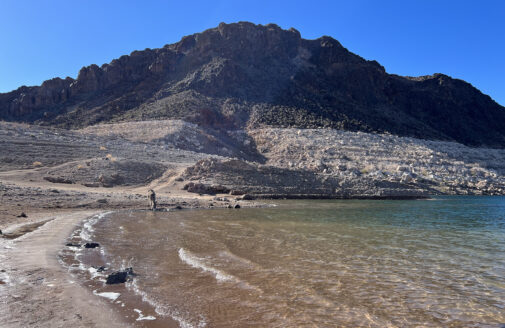 A donkey drinks from the Colorado River, showing low water levels