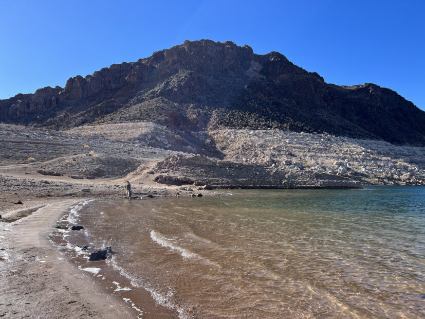 A donkey drinks from the Colorado River, showing low water levels