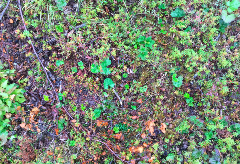 young plant growth atop a brown previously burned place