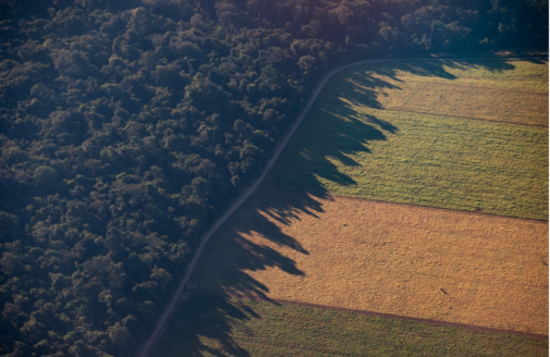 A road marks a stark boundary between farmland and forest.