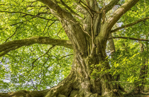 large, old beech tree