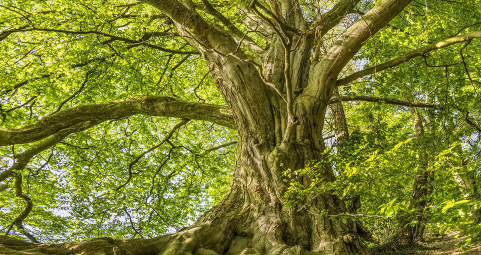 large, old beech tree