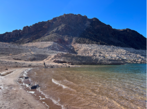 An animal drinks from the Colorado River, showing low water levels