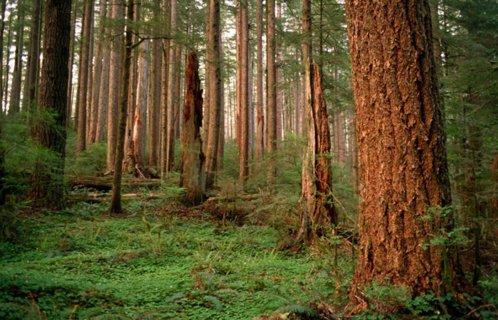 photo by U.S. Forest Service-Pacific Northwest Region