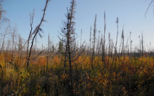 Burned spruce trees on a backdrop of orange vegetation