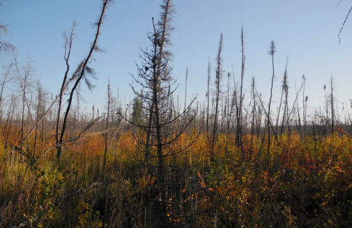 Burned spruce trees on a backdrop of orange vegetation