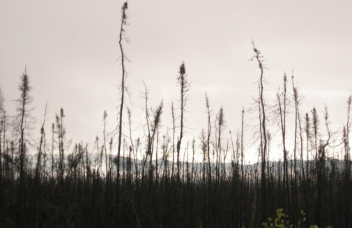 Burned spruce trees are silhouetted against a grey sky