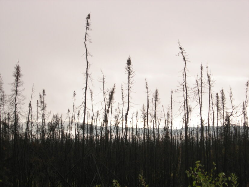 Burned spruce trees are silhouetted against a grey sky