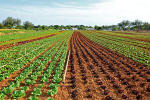 Lettuce growing in rows in a field