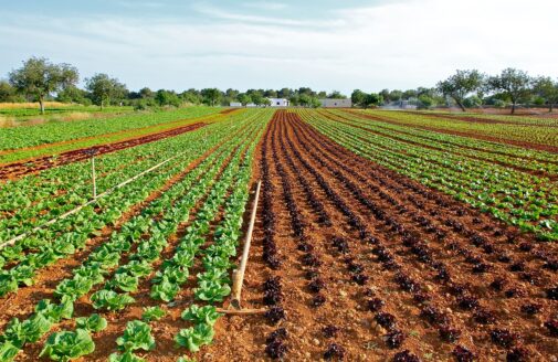 Lettuce growing in rows in a field