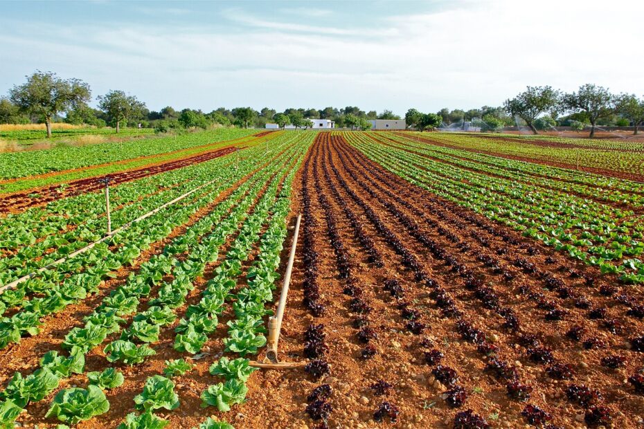 Lettuce growing in rows in a field