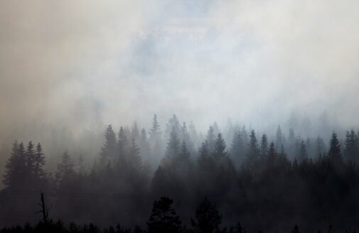 evergreen trees silhouetted against a smoky haze