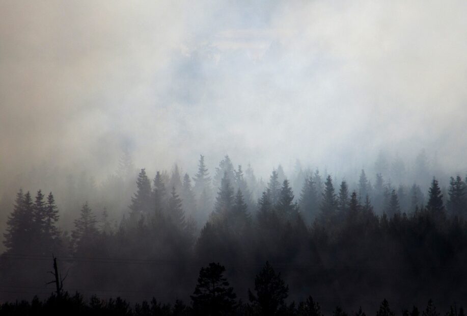 evergreen trees silhouetted against a smoky haze