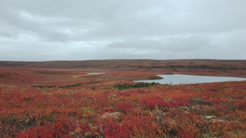 arctic upland landscape