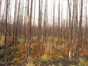 A recently-burned boreal forest