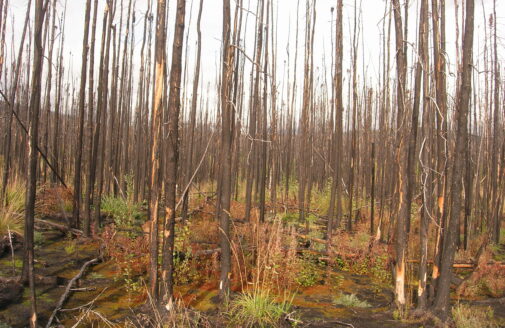 A recently-burned boreal forest