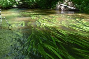 Green aquatic plants with long leaves flow in the water of a stream