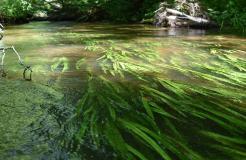 Green aquatic plants with long leaves flow in the water of a stream