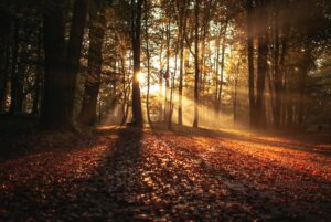 sunlight streams through the trees in a dark forest