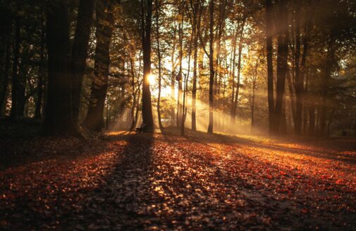 sunlight streams through the trees in a dark forest