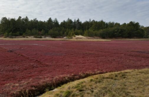 A cranberry bog