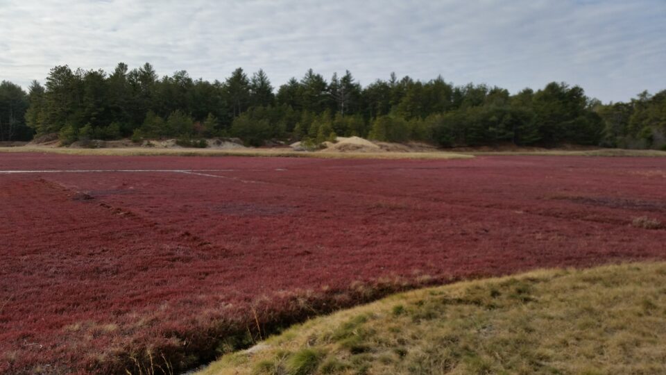 A cranberry bog