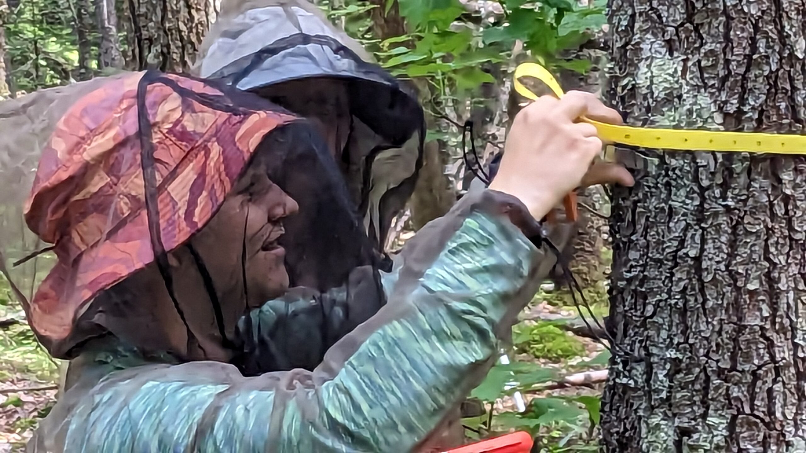 Two young researchers wearing mosquito netting over their faces use a yellow tape measure to measure the circumference of a tree trunk at face height.