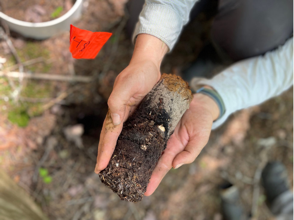 two hands holding a soil core sample, with dark rich soil at one end that progresses to a more tightly packed light grey and then orangey brown