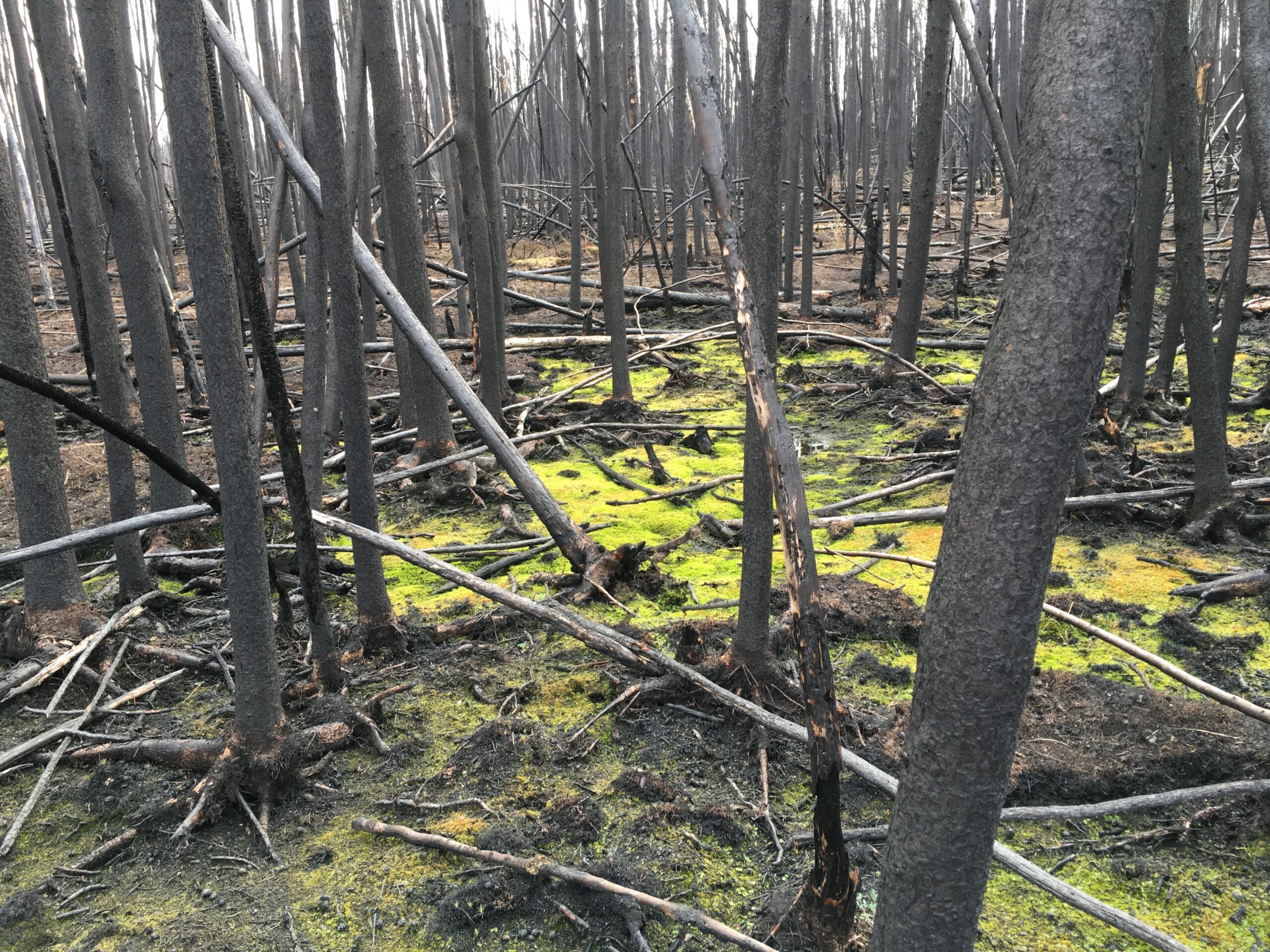 A stand of burned trees with moss growing on the forest floor