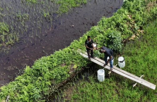 an aerial photo of two men working with scientific equipment standing on a short boardwalk jutting into a rice field