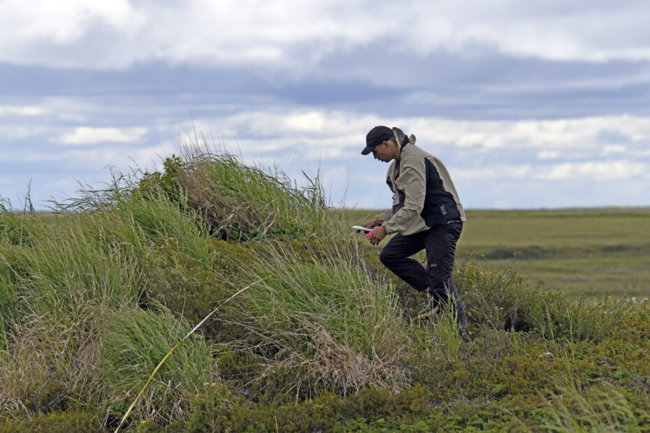 aaron macdonald sampling ptarmigan burrows